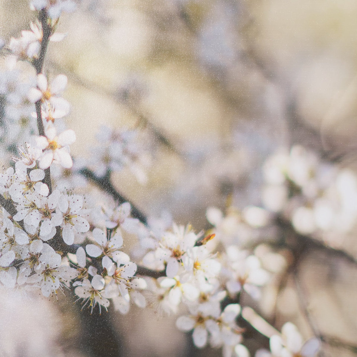 Wilde Prunus by Zaira Zarotti Textured Framed Photo Print Matted under Glass from Mercana - Luna Furniture