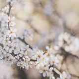 Wilde Prunus by Zaira Zarotti Textured Framed Photo Print Matted under Glass from Mercana - Luna Furniture