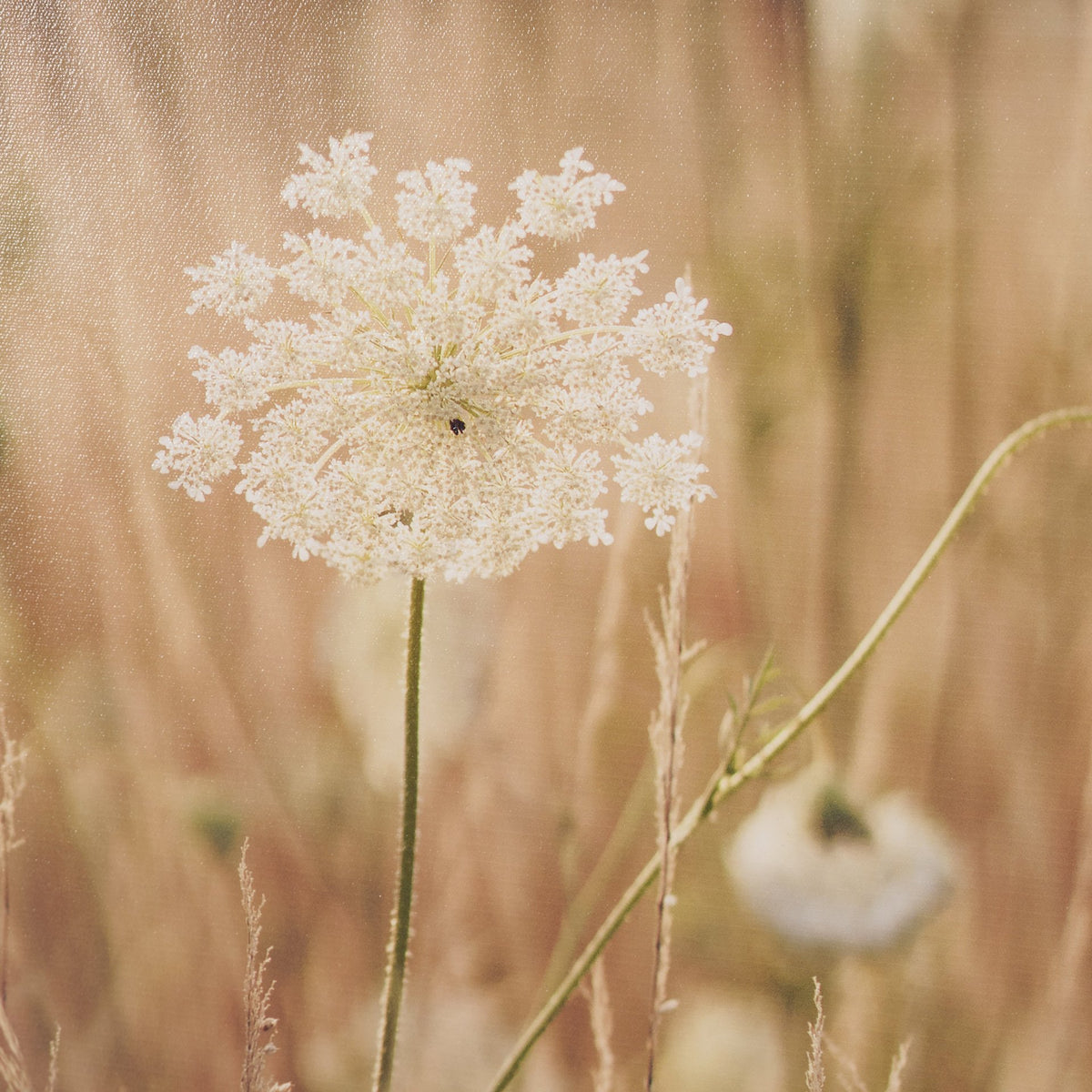 Wild Carrot Flowers by Zaira Zarotti Textured Framed Photo Print Matted under Glass from Mercana - Luna Furniture