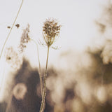 Wild Carrot Flowers by Zaira Zarotti Textured Framed Photo Print Matted under Glass from Mercana - Luna Furniture