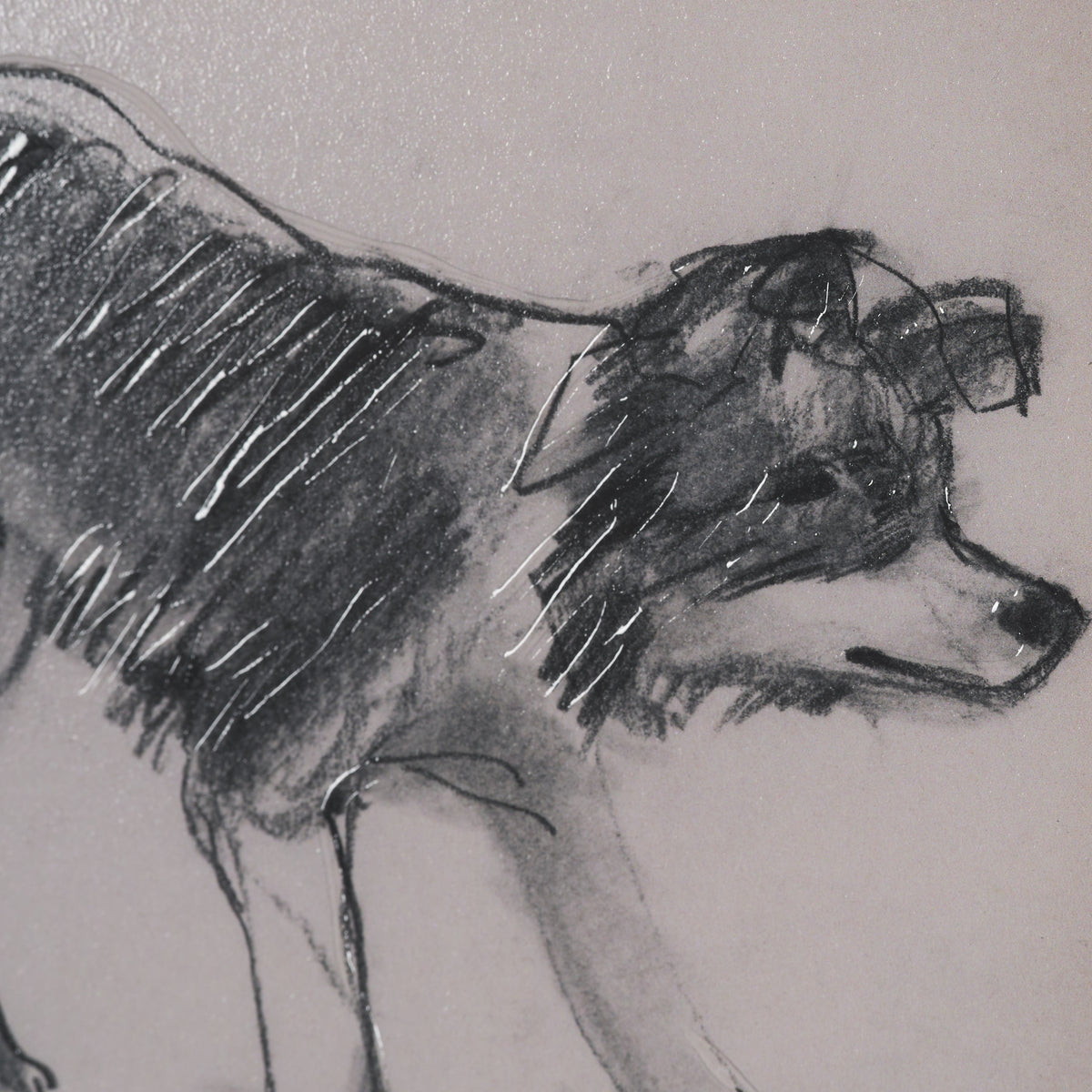 Border Collie by Mercana Studio Hand-Embellished Framed Artwork Matted under Glass