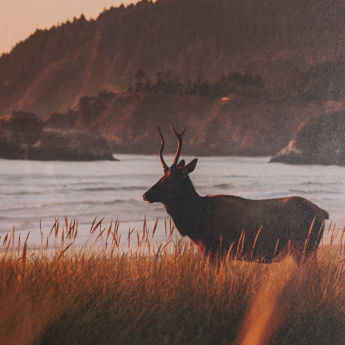Cannon Beach Elk by Stefan and Audrey Textured Framed Photo Print Matted under Glass