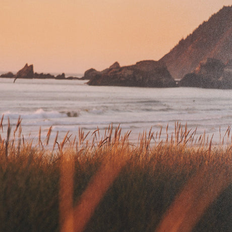 Cannon Beach Elk by Stefan and Audrey Textured Framed Photo Print Matted under Glass from Mercana - Luna Furniture