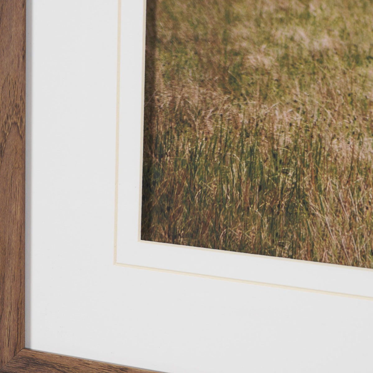 Icelandic Horse by Stefan and Audrey Framed Photo Print Matted under Glass