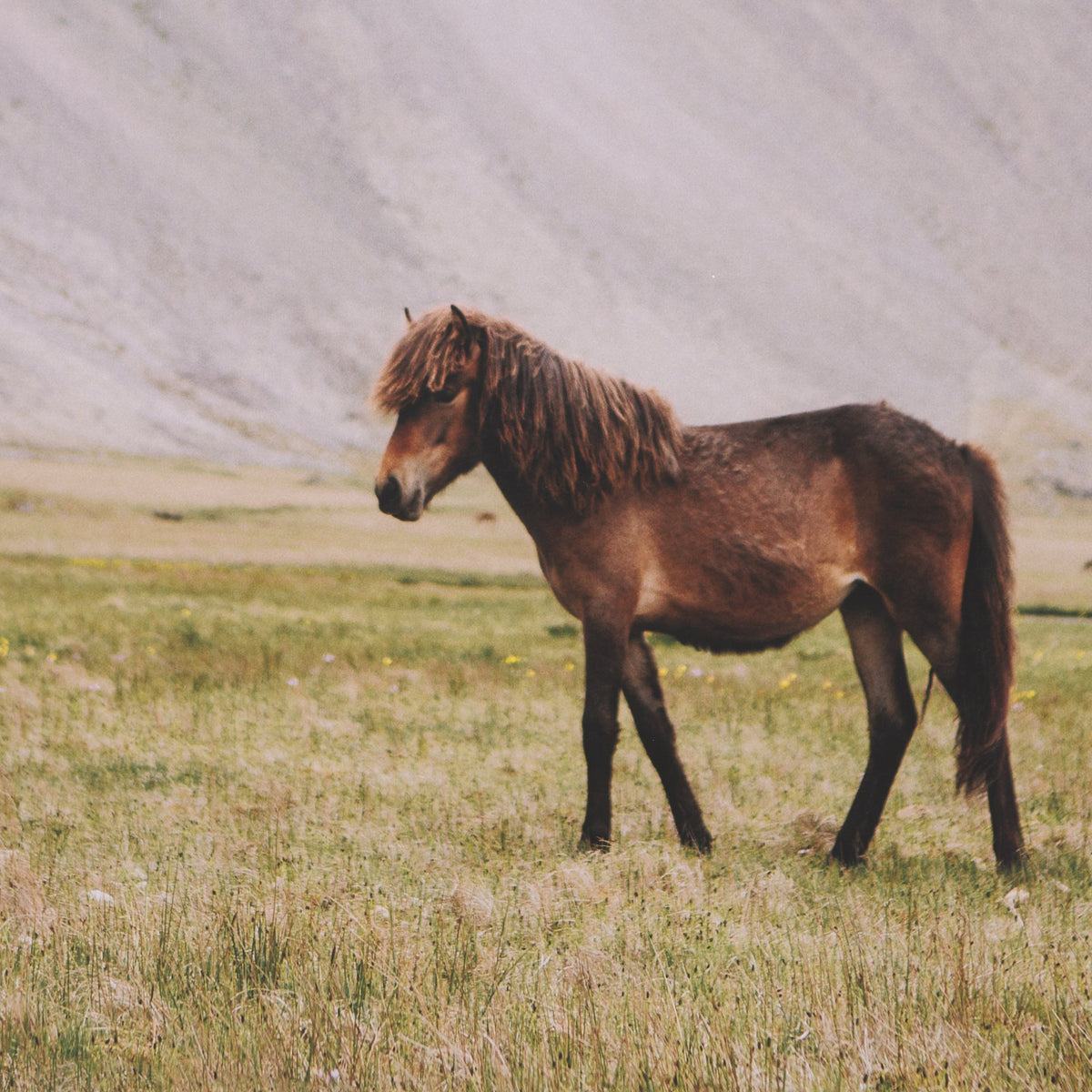 Icelandic Horse by Stefan and Audrey Framed Photo Print Matted under Glass