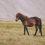 Icelandic Horse by Stefan and Audrey Framed Photo Print Matted under Glass