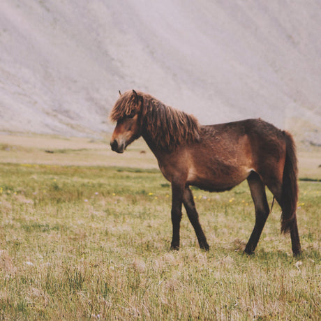 Icelandic Horse by Stefan and Audrey Framed Photo Print Matted under Glass from Mercana - Luna Furniture