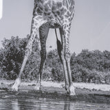 Thirsty Savanna Giraffes(Set of 2) by Jun Zuo Hand-Embellished Framed Photo Print Matted under Glass from Mercana - Luna Furniture
