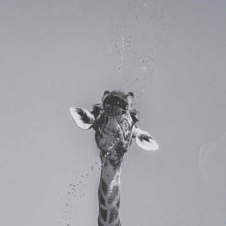 Thirsty Savanna Giraffes(Set of 2) by Jun Zuo Hand-Embellished Framed Photo Print Matted under Glass from Mercana - Luna Furniture