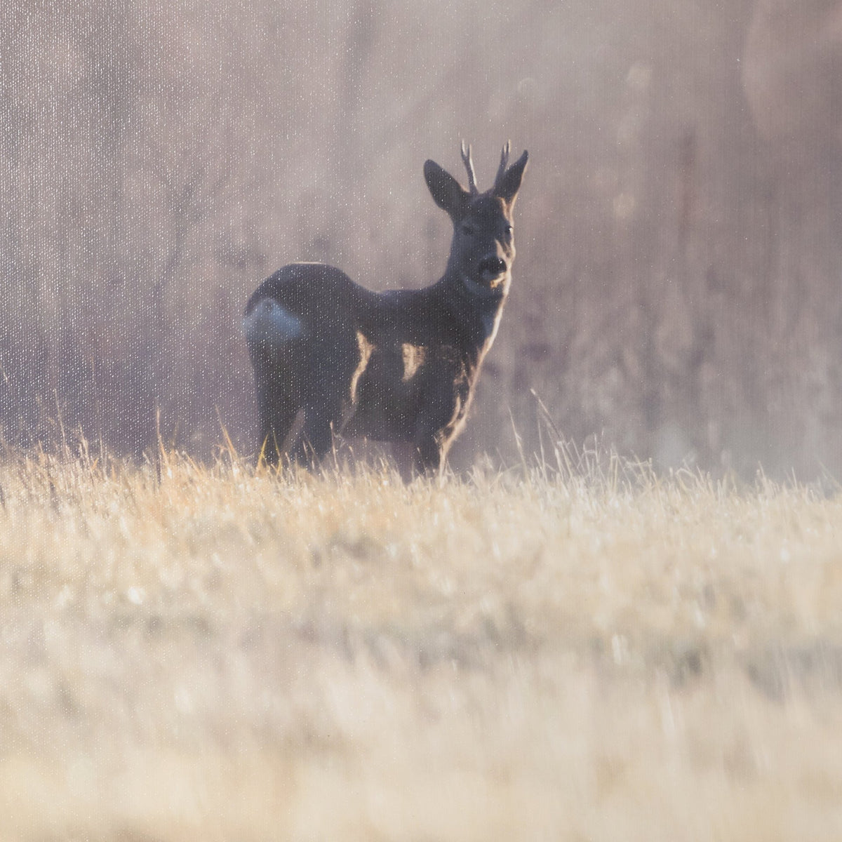 Distant Duo by Andreas Stridsberg Framed Photo Print Matted under Glass from Mercana - Luna Furniture