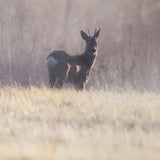 Distant Duo by Andreas Stridsberg Framed Photo Print Matted under Glass from Mercana - Luna Furniture