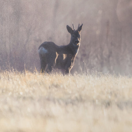 Distant Duo by Andreas Stridsberg Framed Photo Print Matted under Glass from Mercana - Luna Furniture