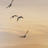 Tuscan View Sunset - Flight by Zaira Zarotti Framed Photo Print Matted under Glass from Mercana - Luna Furniture