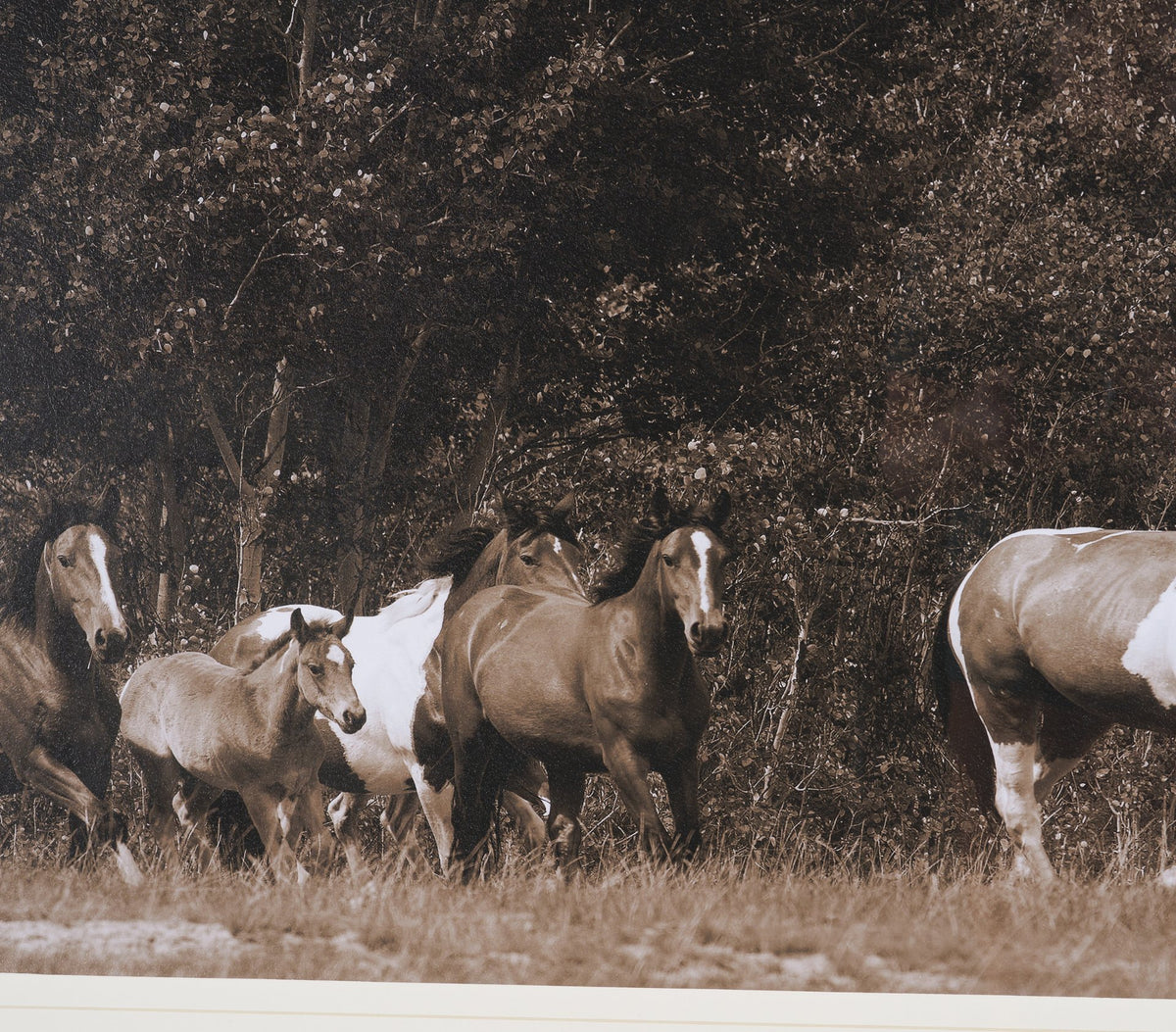 The Painted Herd by Chad Mackay Textured Framed Photo Print Matted under Glass from Mercana - Luna Furniture
