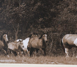 The Painted Herd by Chad Mackay Textured Framed Photo Print Matted under Glass from Mercana - Luna Furniture