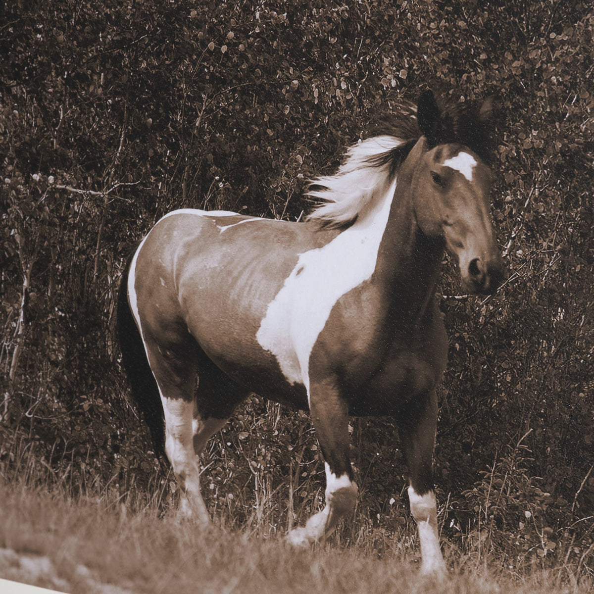 The Painted Herd by Chad Mackay Textured Framed Photo Print Matted under Glass from Mercana - Luna Furniture